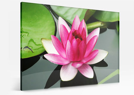 Foto op plexiglas van kleurrijke lotusbloem