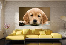 Puppy op plexiglas boven zitbank