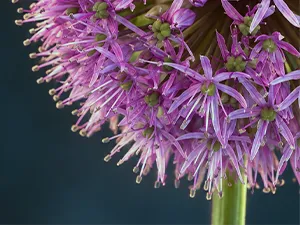 metaal formaat voorbeeld middelgroot